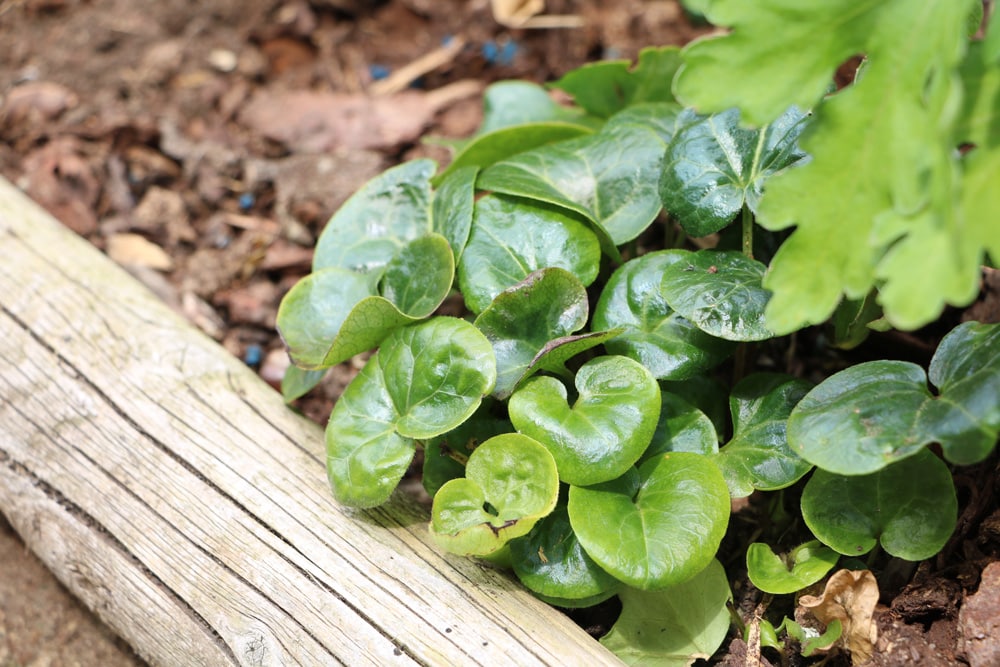 Haselwurz (Asarum europaeum)