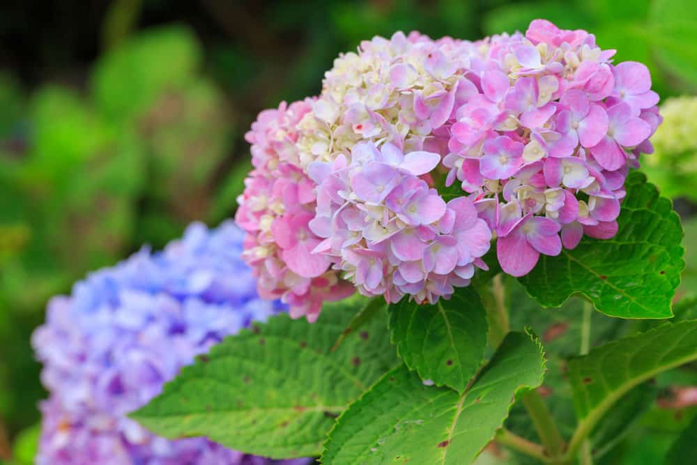 verfärbte Hortensie - rosa und blau