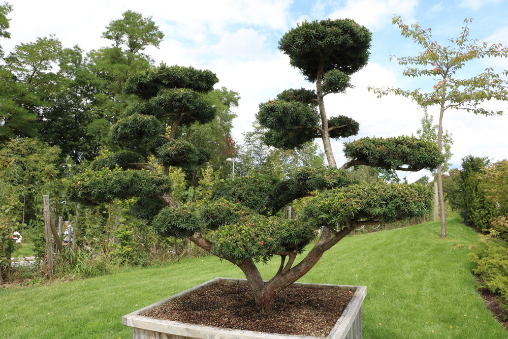 Taxus cuspidata, Japanische Eibe