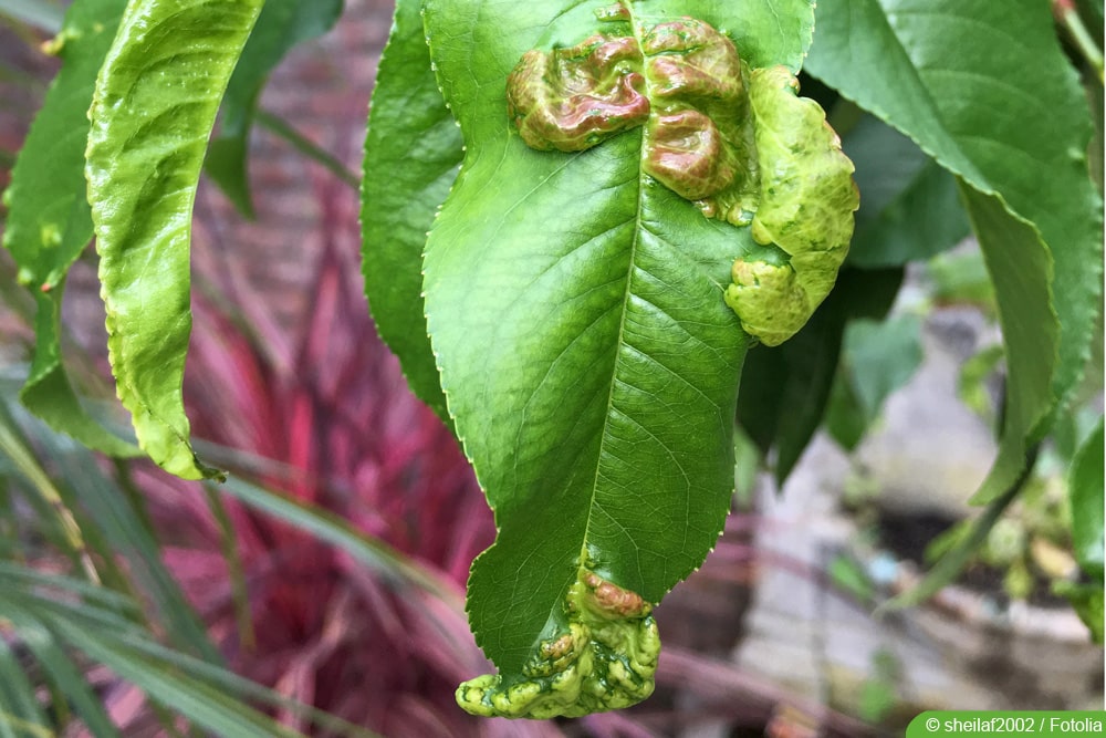 Kräuselkrankheit - Taphrina deformans