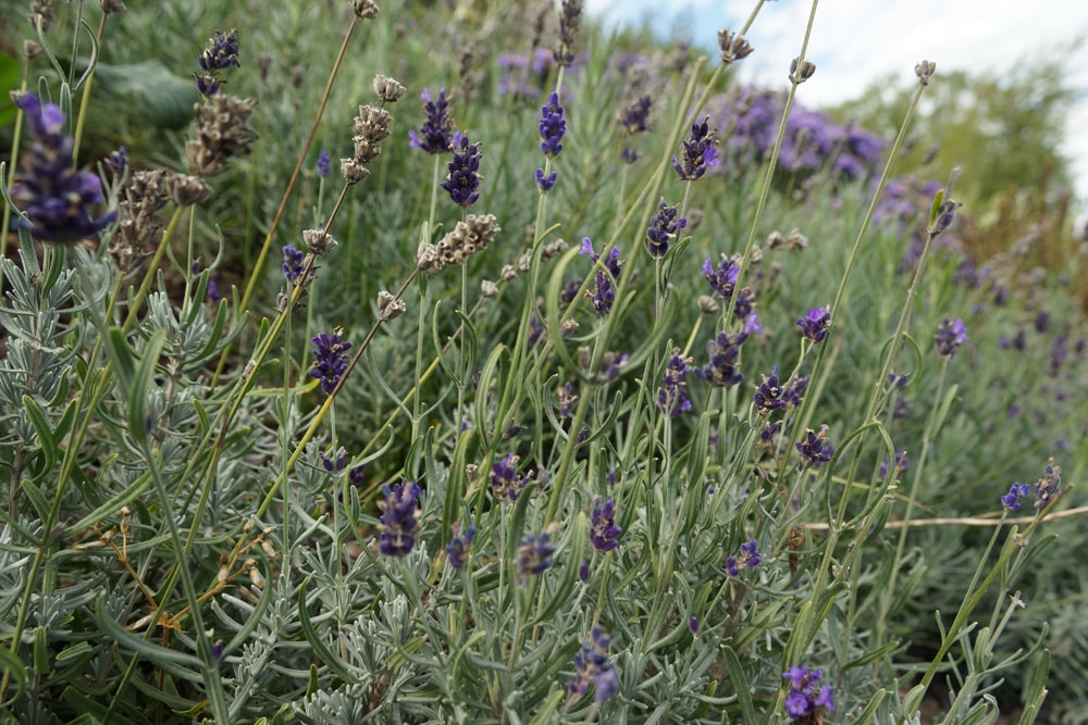 Lavendel (Lavandula angustifolia) blüht