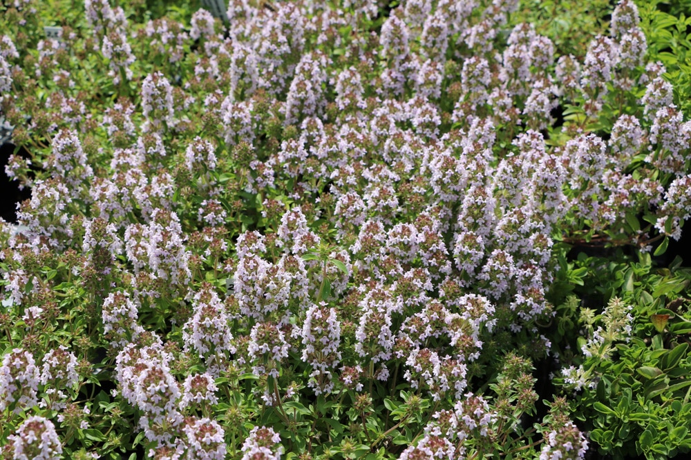 Majoran - Origanum majorana