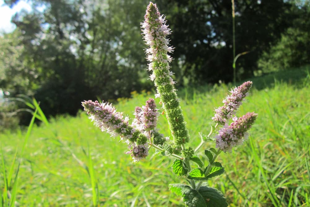 Zitronenmelisse (Melissa officinalis) blüht