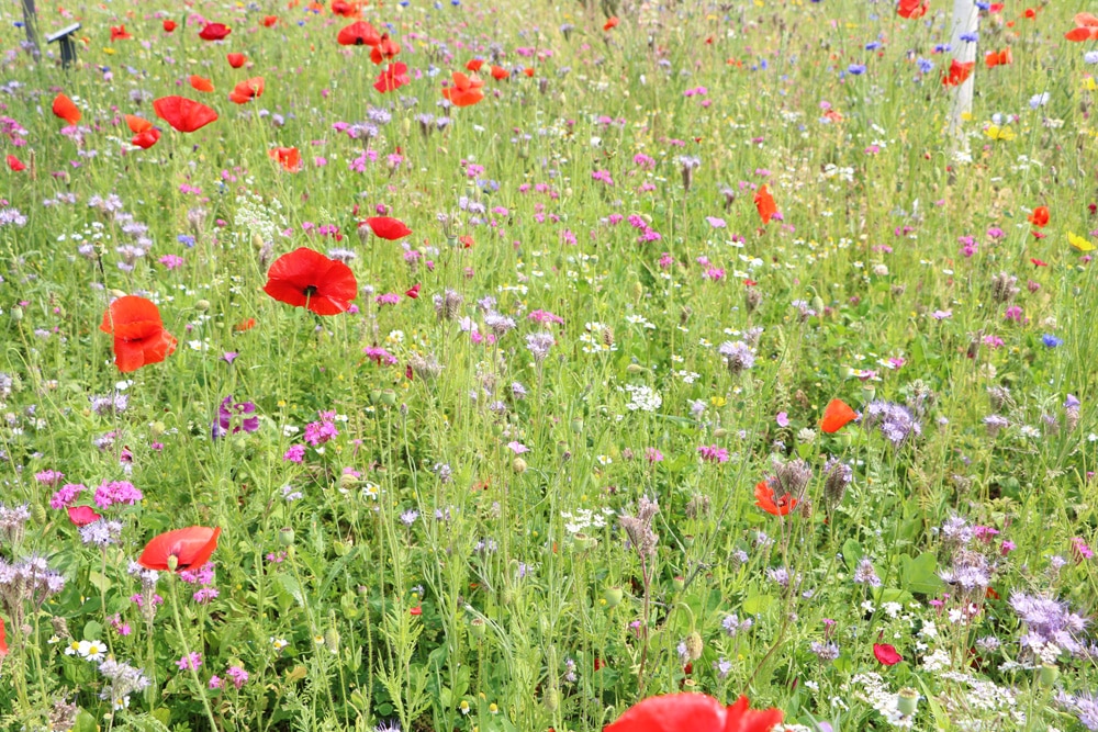 Klatschmohn - Papaver rhoeas