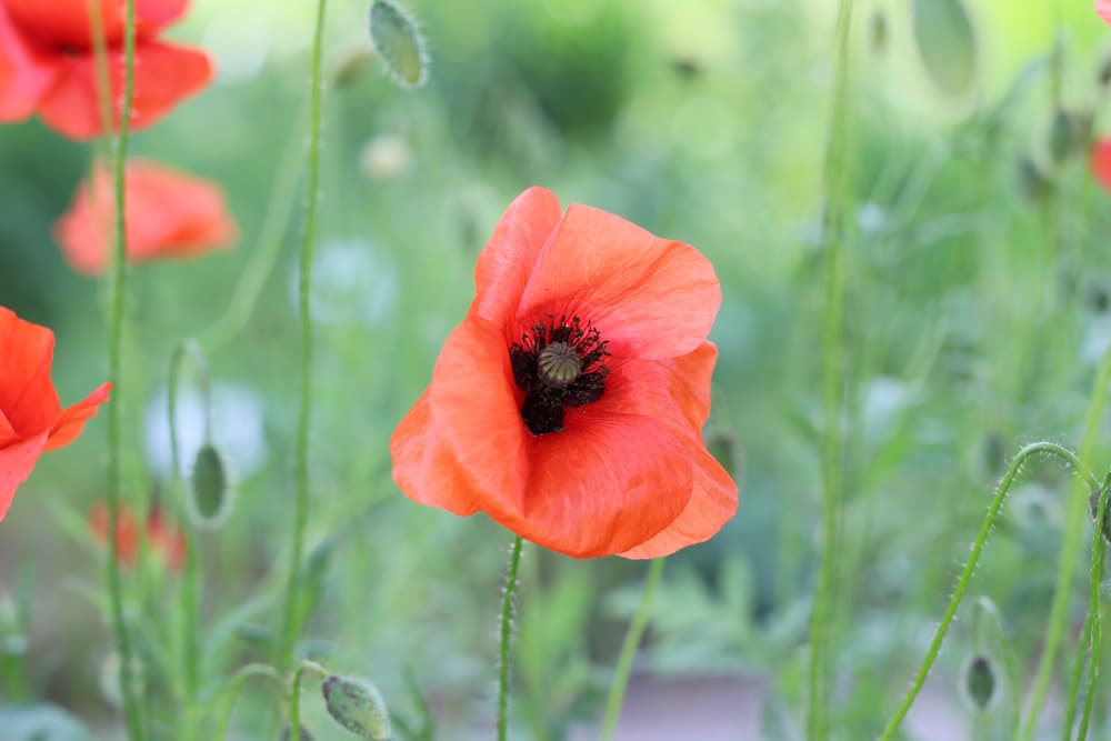 Klatschmohn - Papaver rhoeas