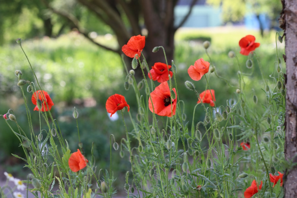 Klatschmohn - Papaver rhoeas