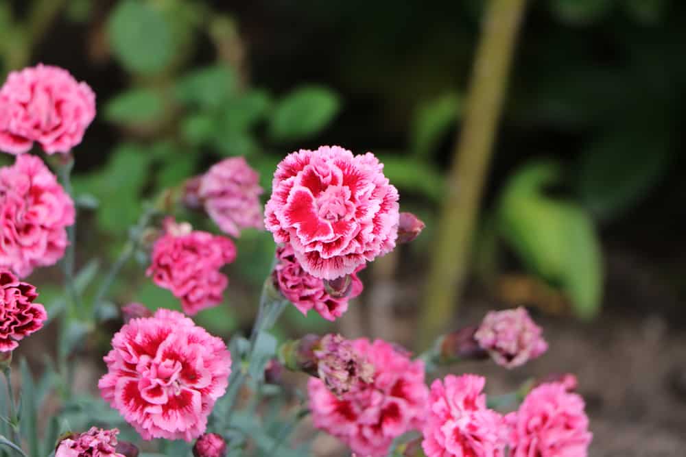 hafer saatgut preis Nackthafer Bio-Saat, 1 kg – Eschenfelder