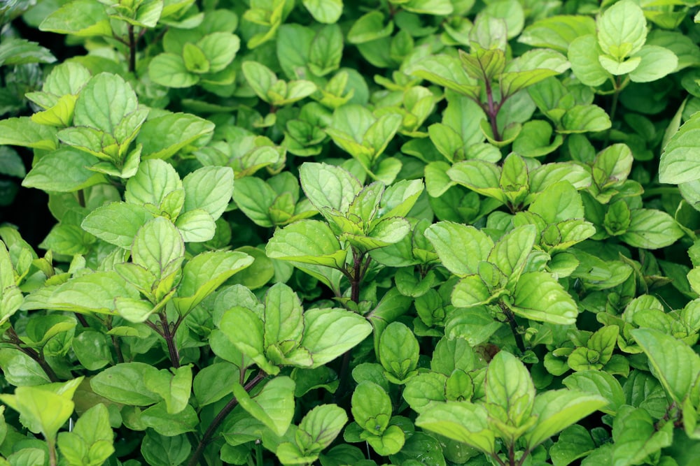 Orangenminze (Mentha piperita citrata)