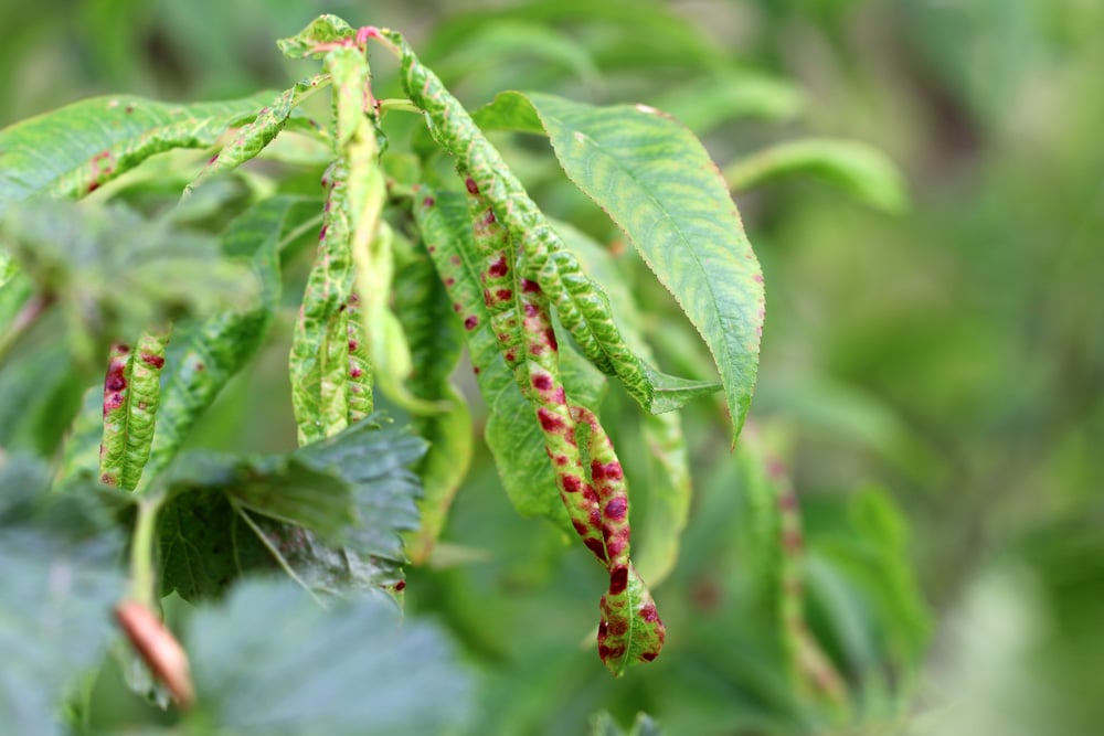 VerticilliumWelke 9 Mittel und resistente Arten von Gehölzen