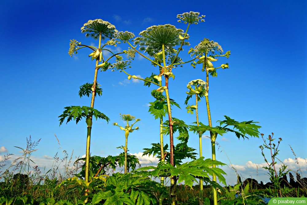 Riesenbärenklau - Heracleum mantegazzianum