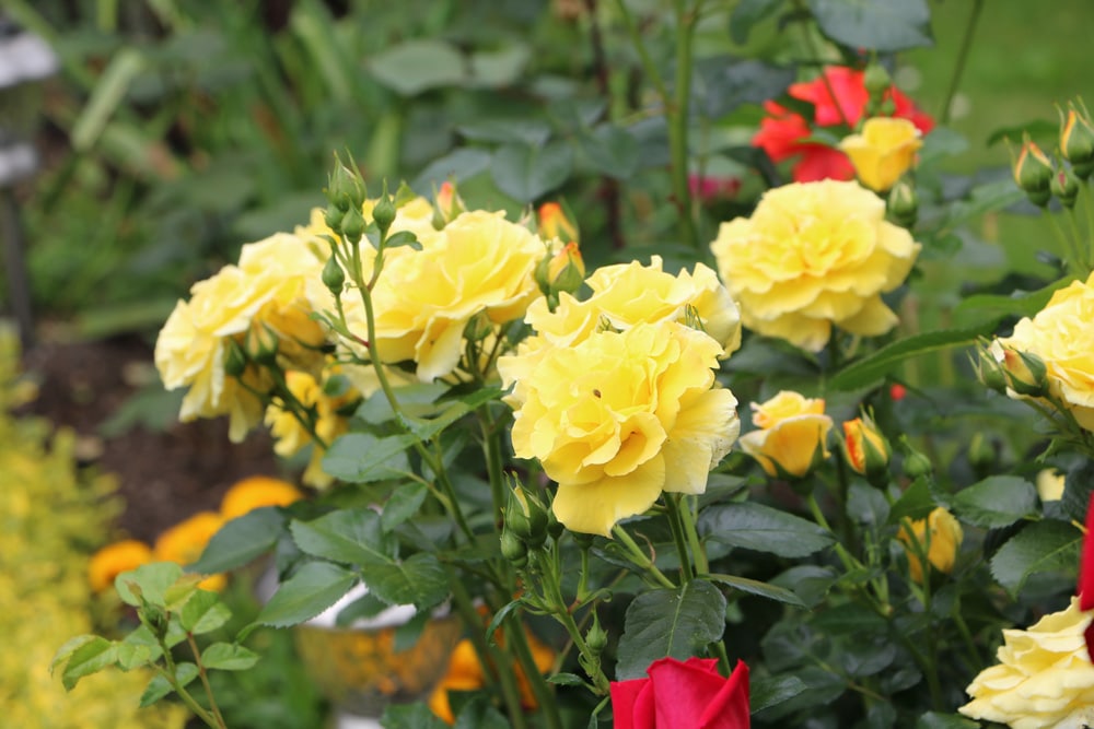Rosen umsetzen wann und wie Sie Rosen richtig umpflanzen