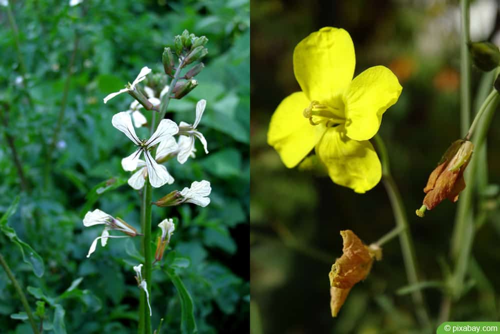 Rucola blüht - Rauke Blüte