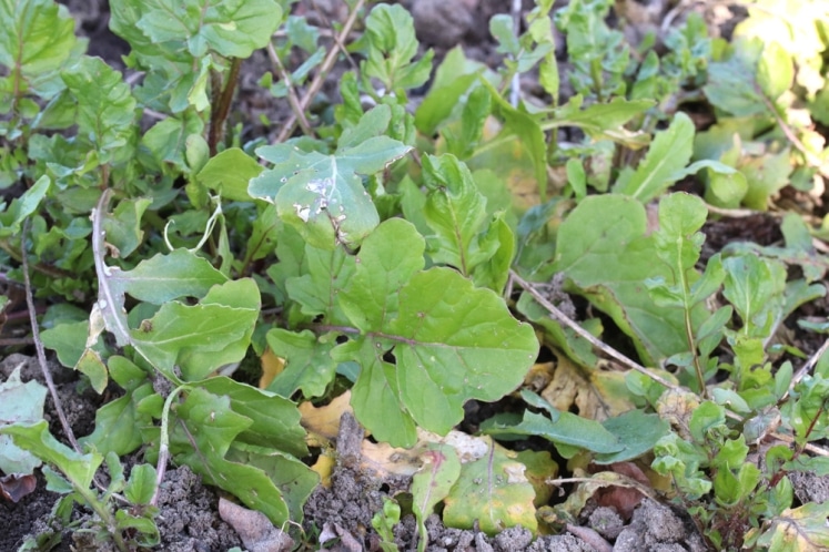 Rucola blüht ist er blühend noch essbar?