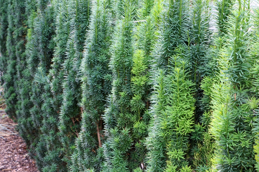 Säuleneibe - Taxus baccata fastigiata robusta