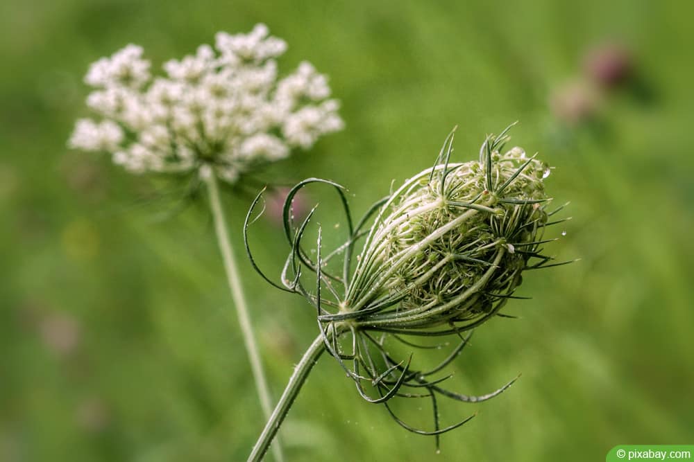 Schafgarbe - Achillea