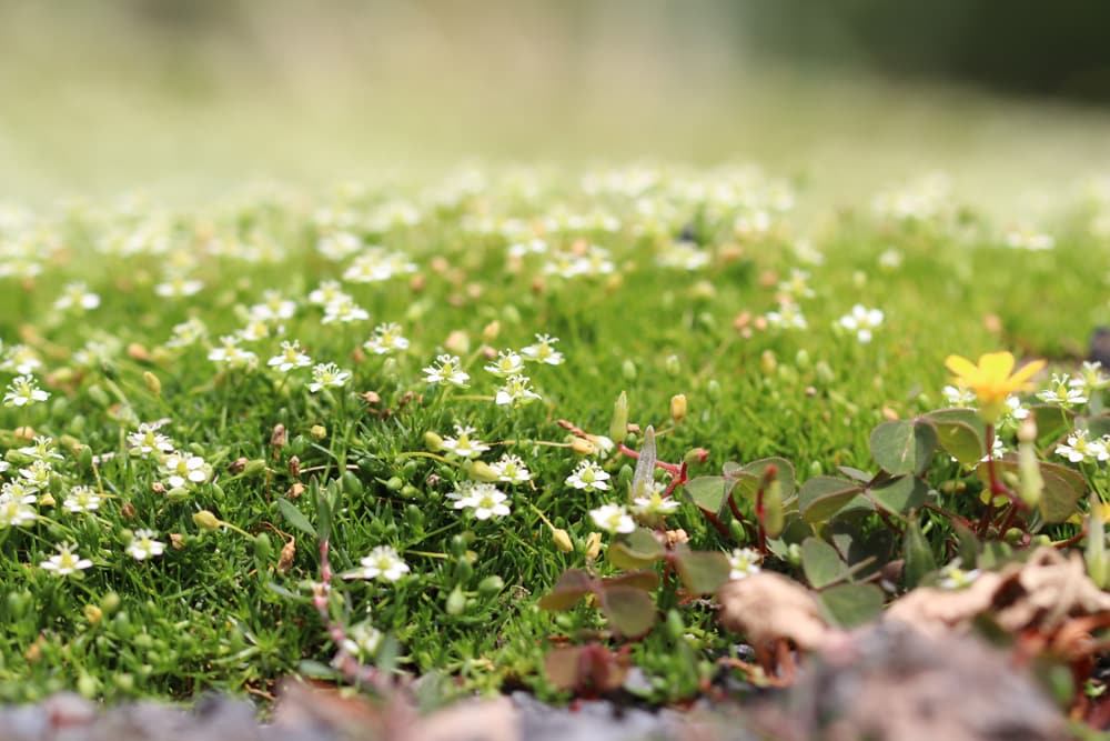 Sternmoos, Pfriemen Mastkraut (Sagina subulata)