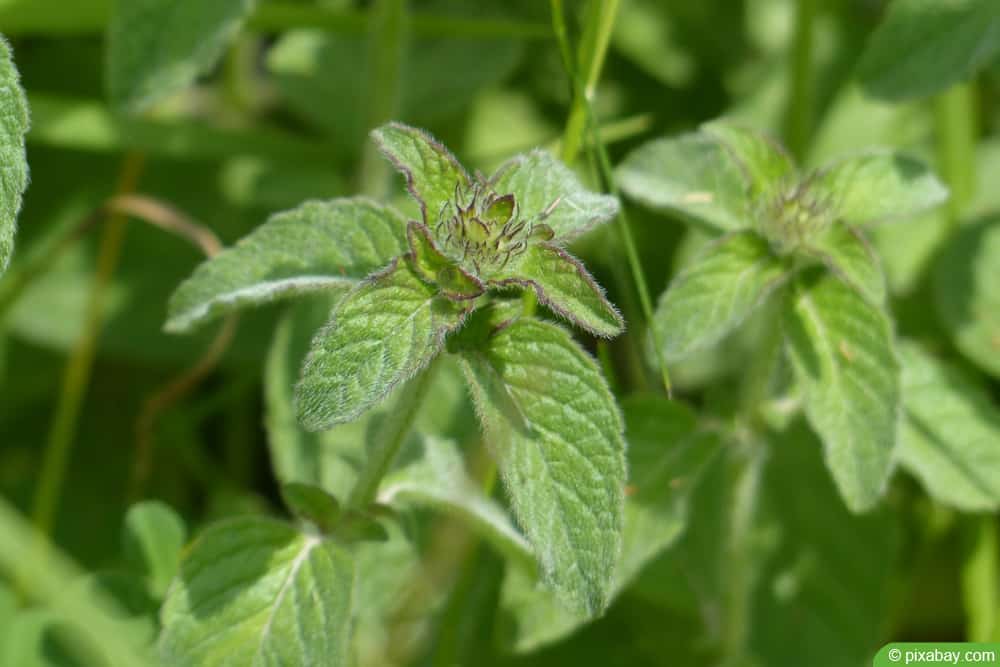 Wasserminze (Mentha aquatica)