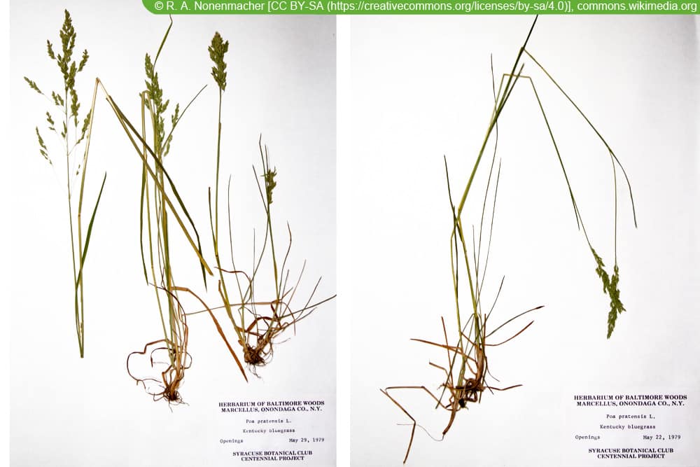 Wiesenrispengras - Poa Pratensis