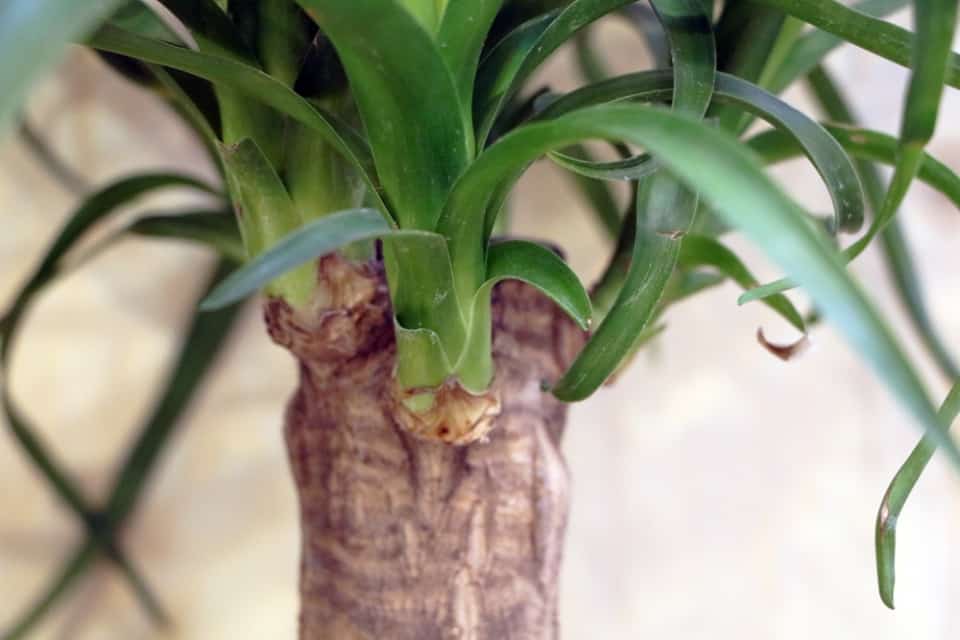 Yucca Palme überwintern ist sie winterhart?