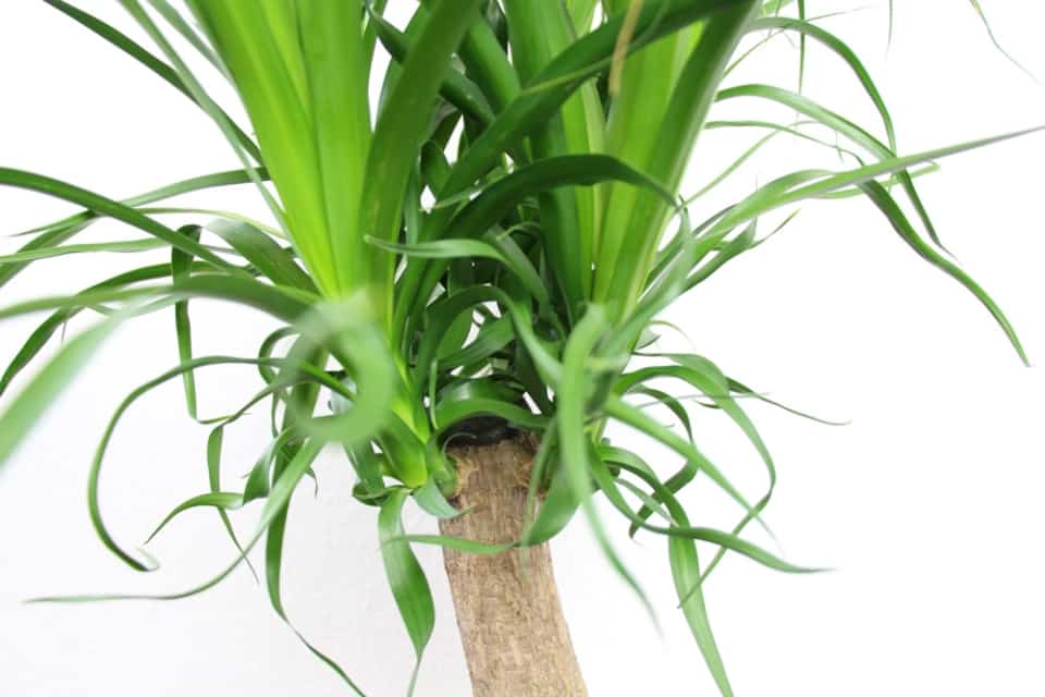 Yucca Palme überwintern ist sie winterhart?