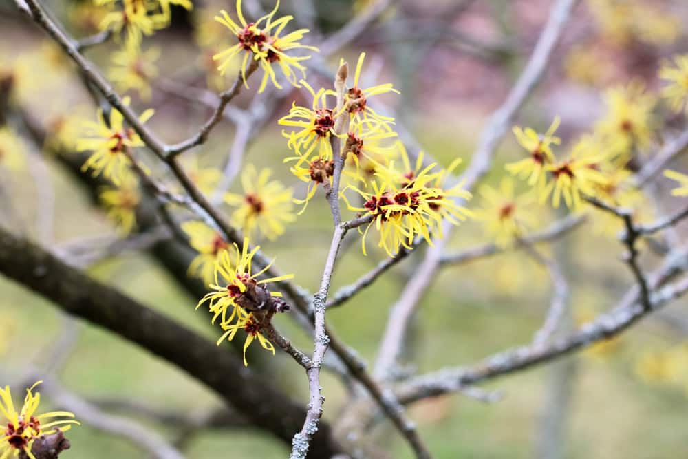 Zaubernuss - Hamamelis intermedia