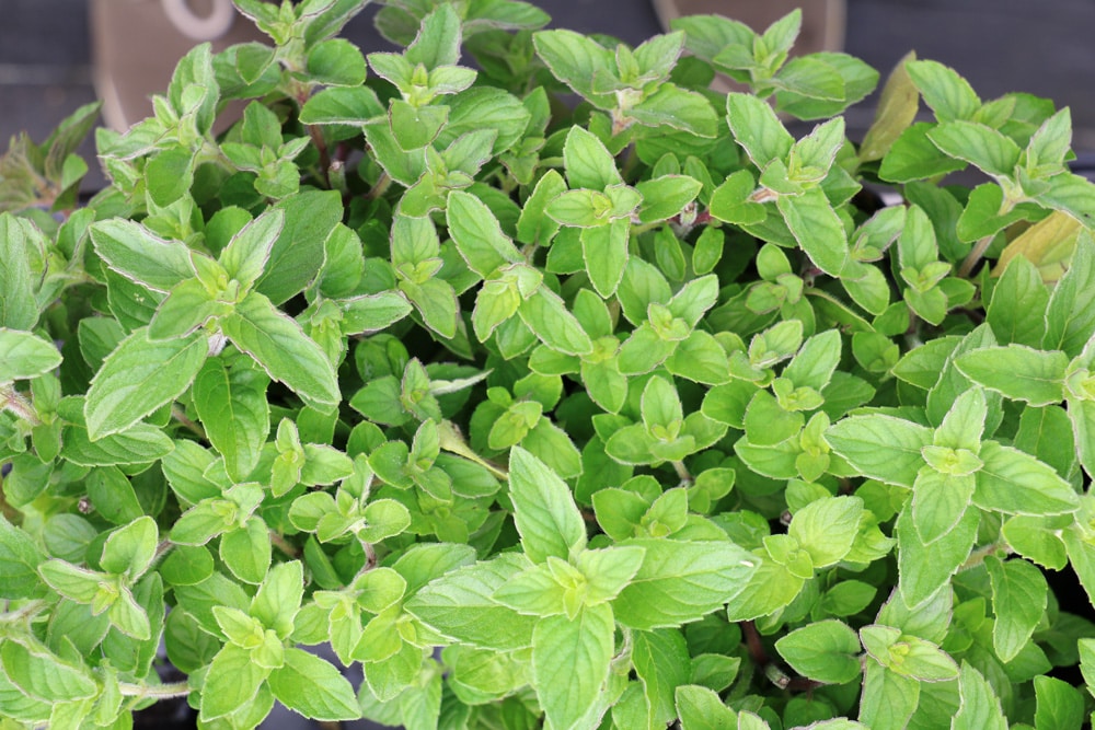 Zitronenminze (Mentha gentilis var. citrata)