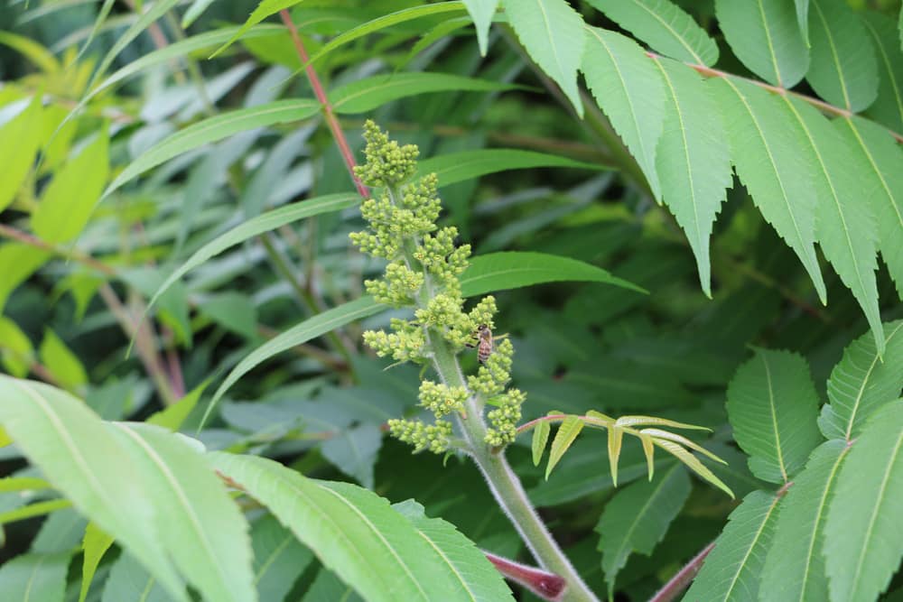 Essigbaum - Rhus typhina