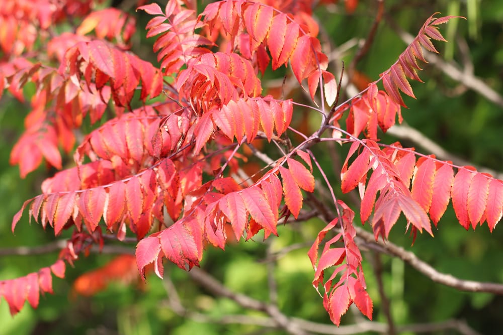 Essigbaum im Herbst