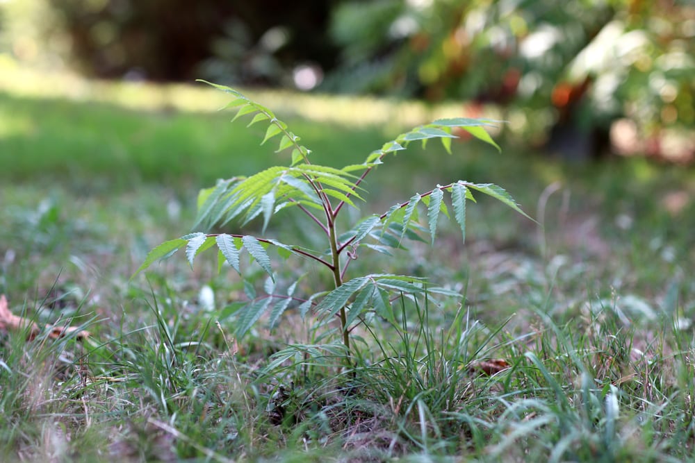 Essigbaum - Rhus typhina