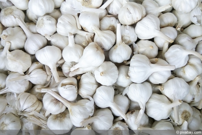 Mäuse im Garten bekämpfen 8 Tipps gegen Mauselöcher