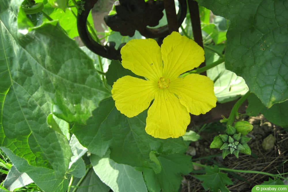 Luffa-Gurke - Schwammkürbis Blüte