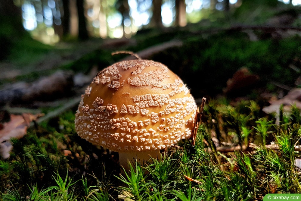 Perlpilz (Amanita rubescens)