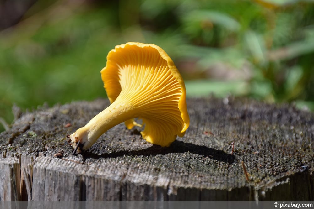 Pfifferling - Cantharellus cibarius