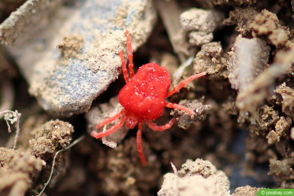 Kleine rote Spinne bekämpfen 7 Tipps für Garten & Balkon