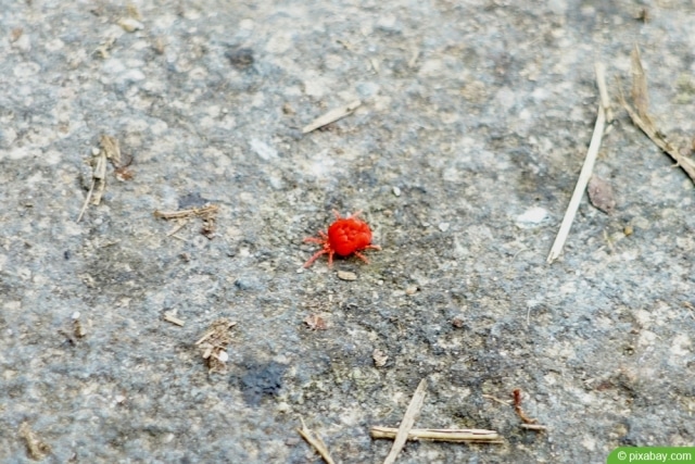 Kleine rote Spinne bekämpfen 7 Tipps für Garten & Balkon