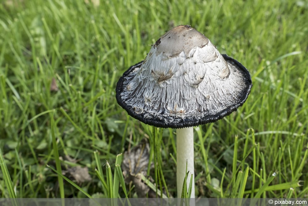 Schopftintling - Coprinus comatus