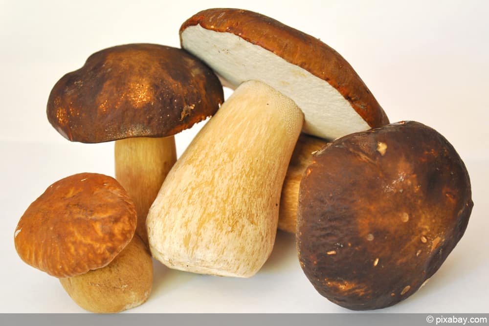 Steinpilz - Boletus