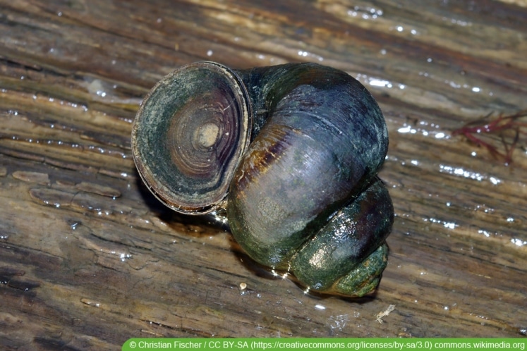 Sumpfdeckelschnecke im Teich 9 Tipps zur Haltung