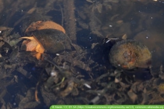 57+ Sumpfdeckelschnecke Im Teich, Eine sumpfdeckelschnecke wird bis