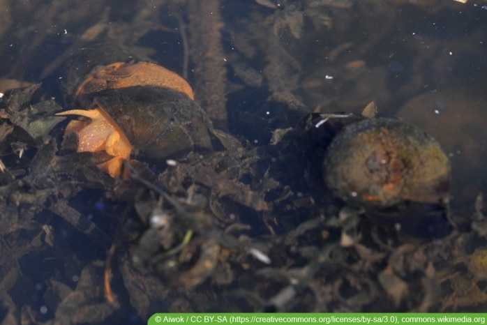 Sumpfdeckelschnecke im Teich 9 Tipps zur Haltung
