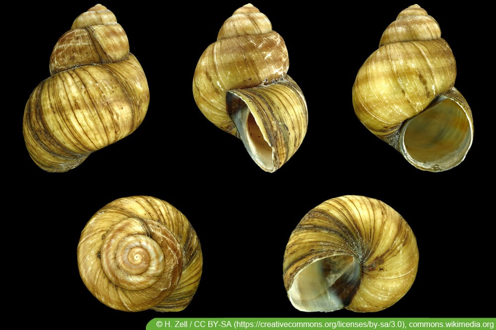 Sumpfdeckelschnecke - Viviparidae