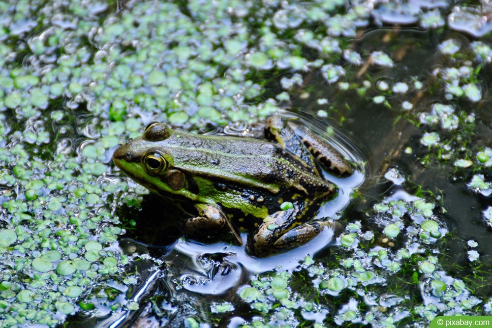 Wasserpest - Elodea densa