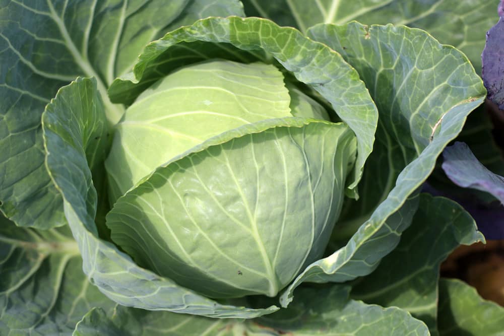 Weißkohl - Brassica oleracea