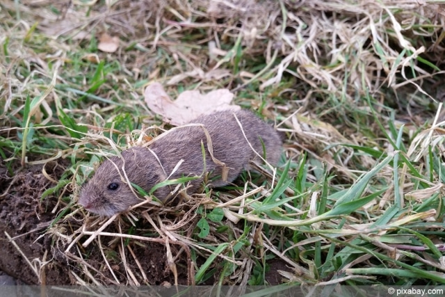 Mäuse im Garten bekämpfen 8 Tipps gegen Mauselöcher
