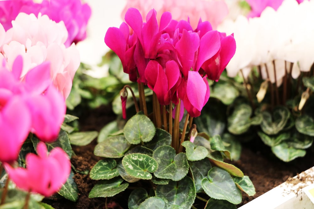 Alpenveilchen (Cyclamen)