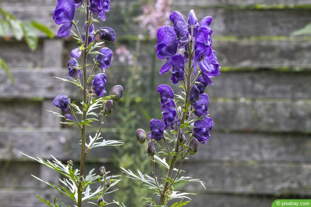 Blauer Eisenhut - Aconitum napellus