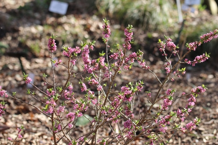 echter Seidelbast - Daphne mezereum