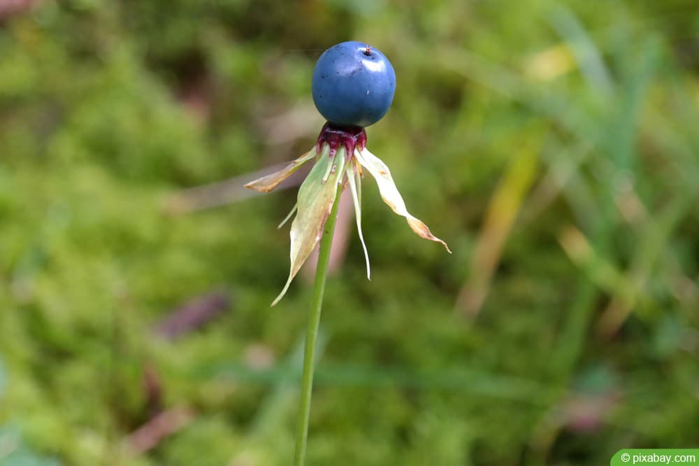 Einbeere (Paris quadrifolia)