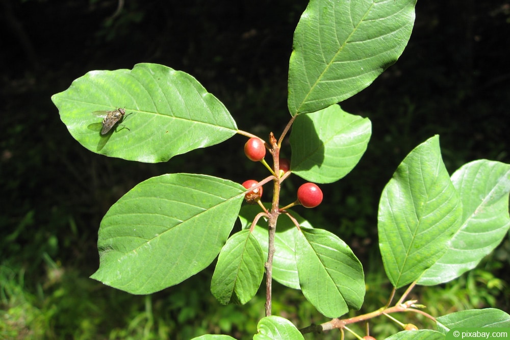 Faulbaum (Rhamnus frangula)