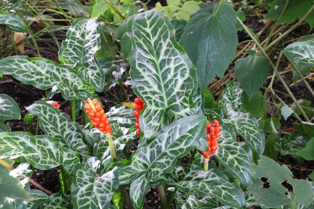 Gefleckter Aronstab (Arum maculatum)